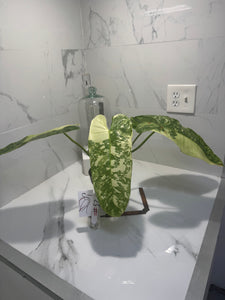 Philodendron Jose Buono #52