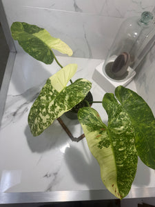 Philodendron Jose Buono #52