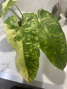 Philodendron Jose Buono #52