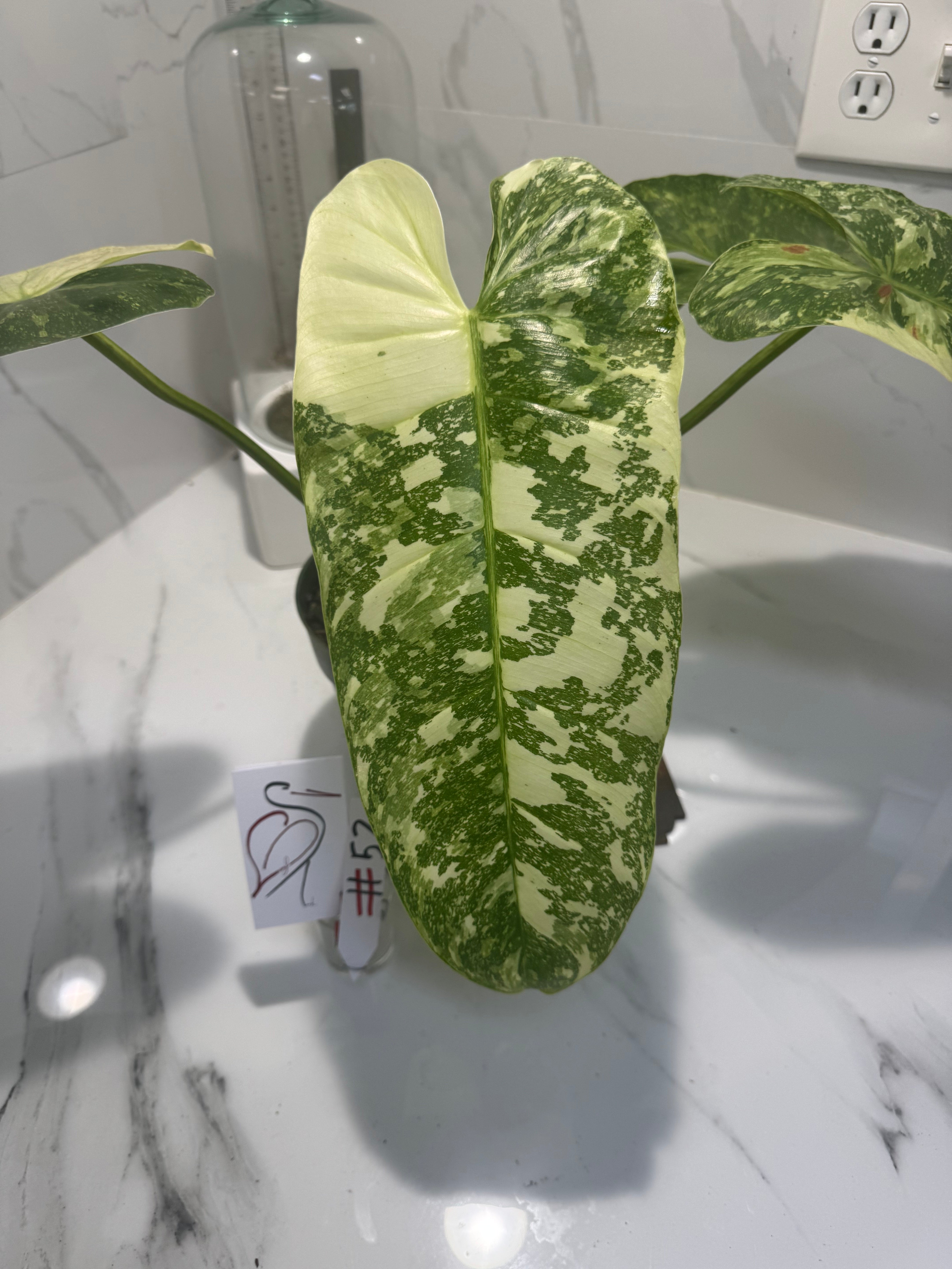 Philodendron Jose Buono #52