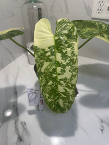 Philodendron Jose Buono #52