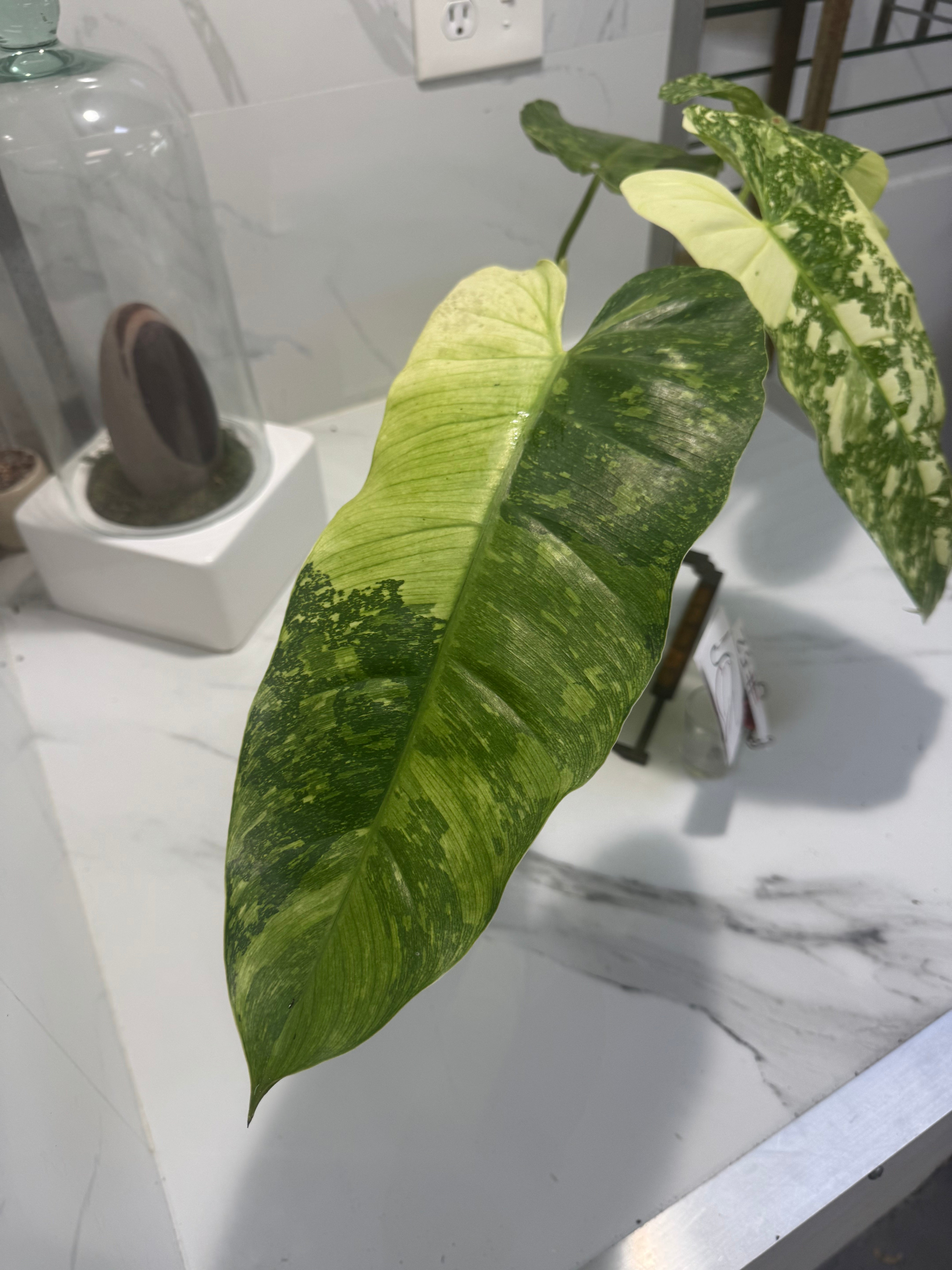 Philodendron Jose Buono #52