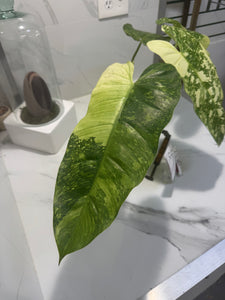 Philodendron Jose Buono #52