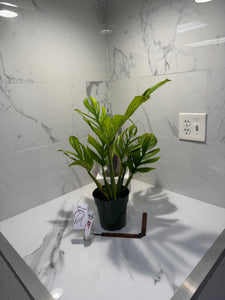 Monstera pinnatipartita #12