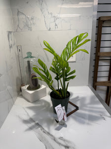Monstera pinnatipartita #12