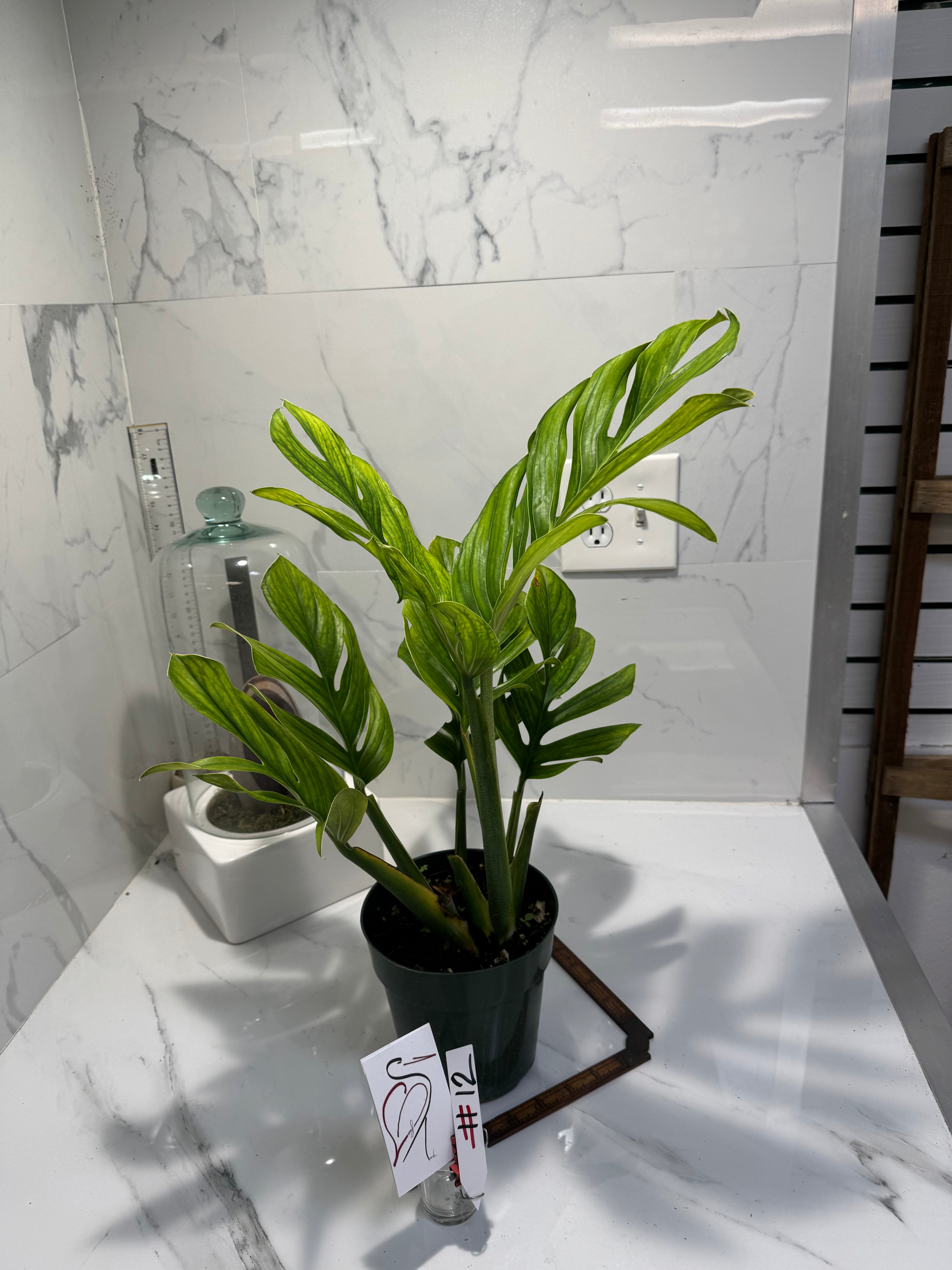 Monstera pinnatipartita #12