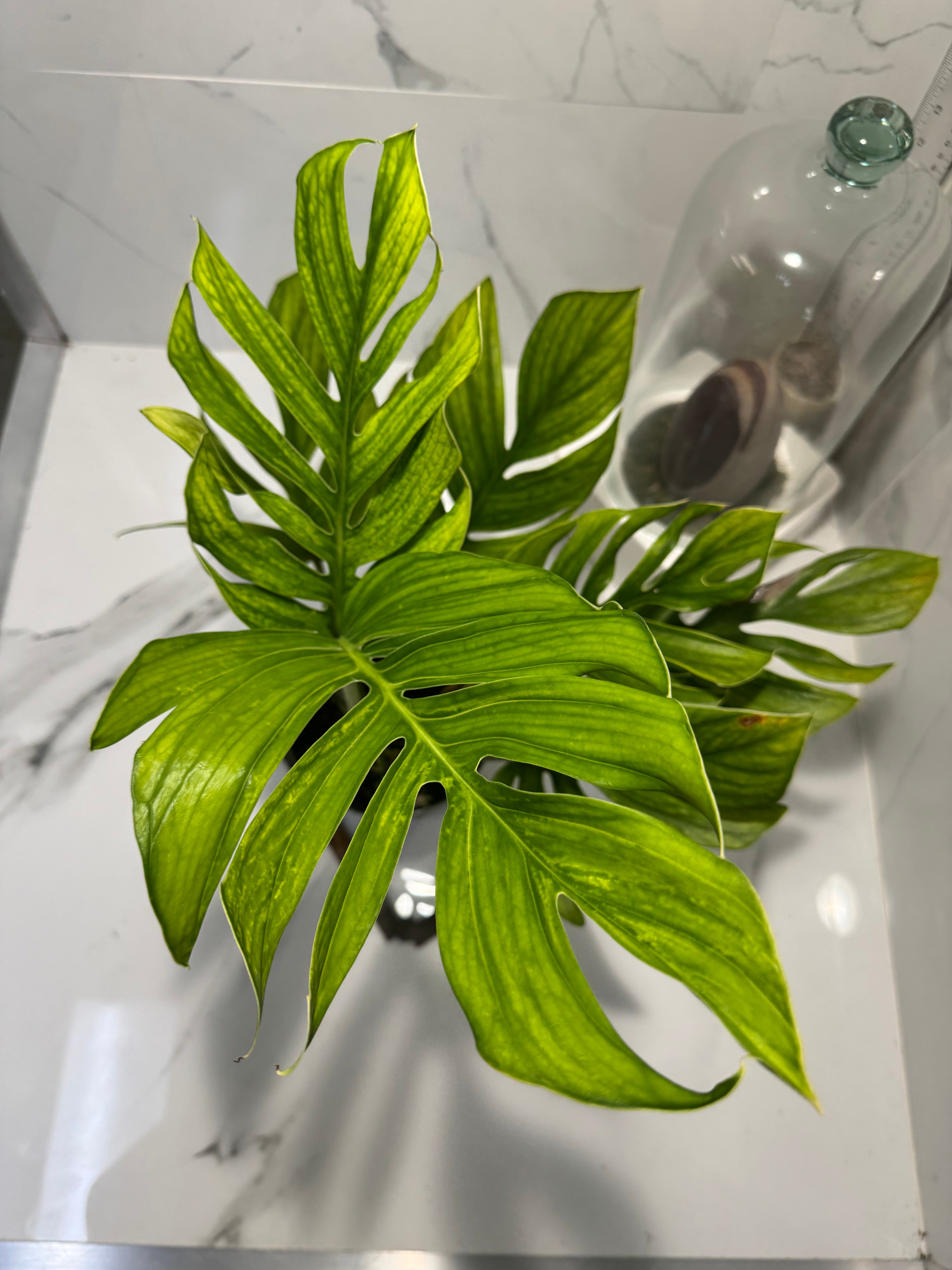 Monstera pinnatipartita #12