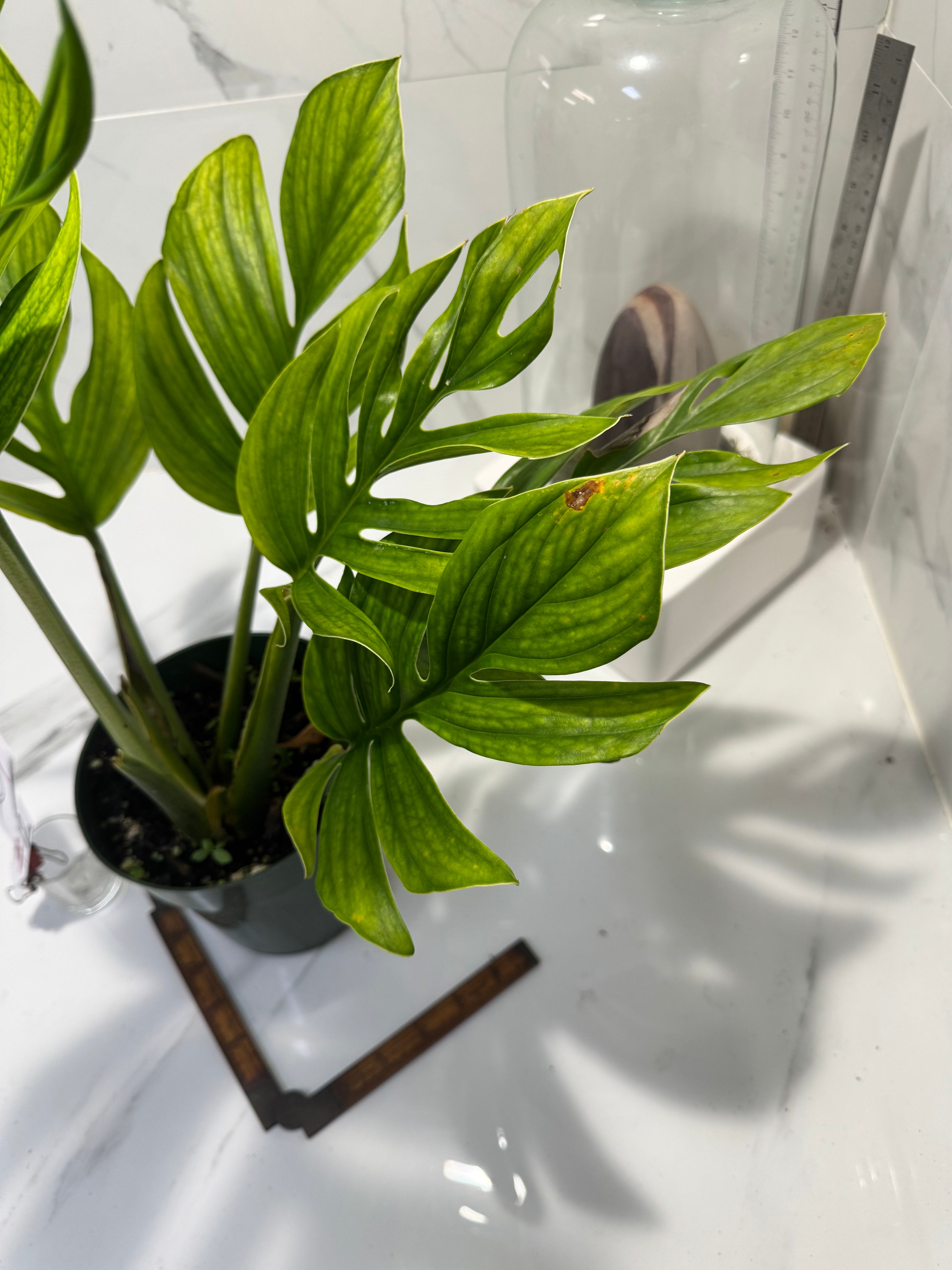 Monstera pinnatipartita #12