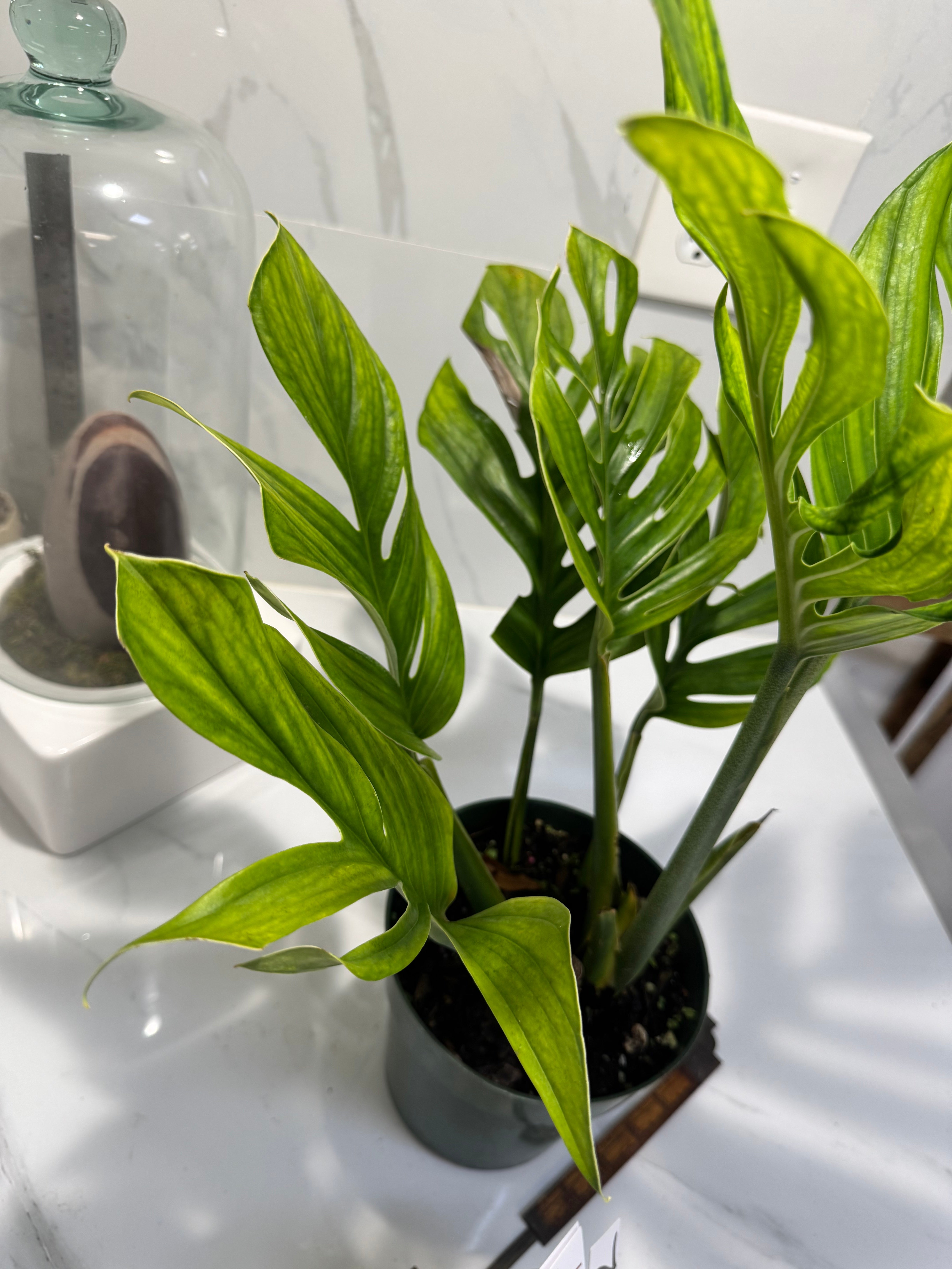 Monstera pinnatipartita #12
