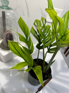 Monstera pinnatipartita #12