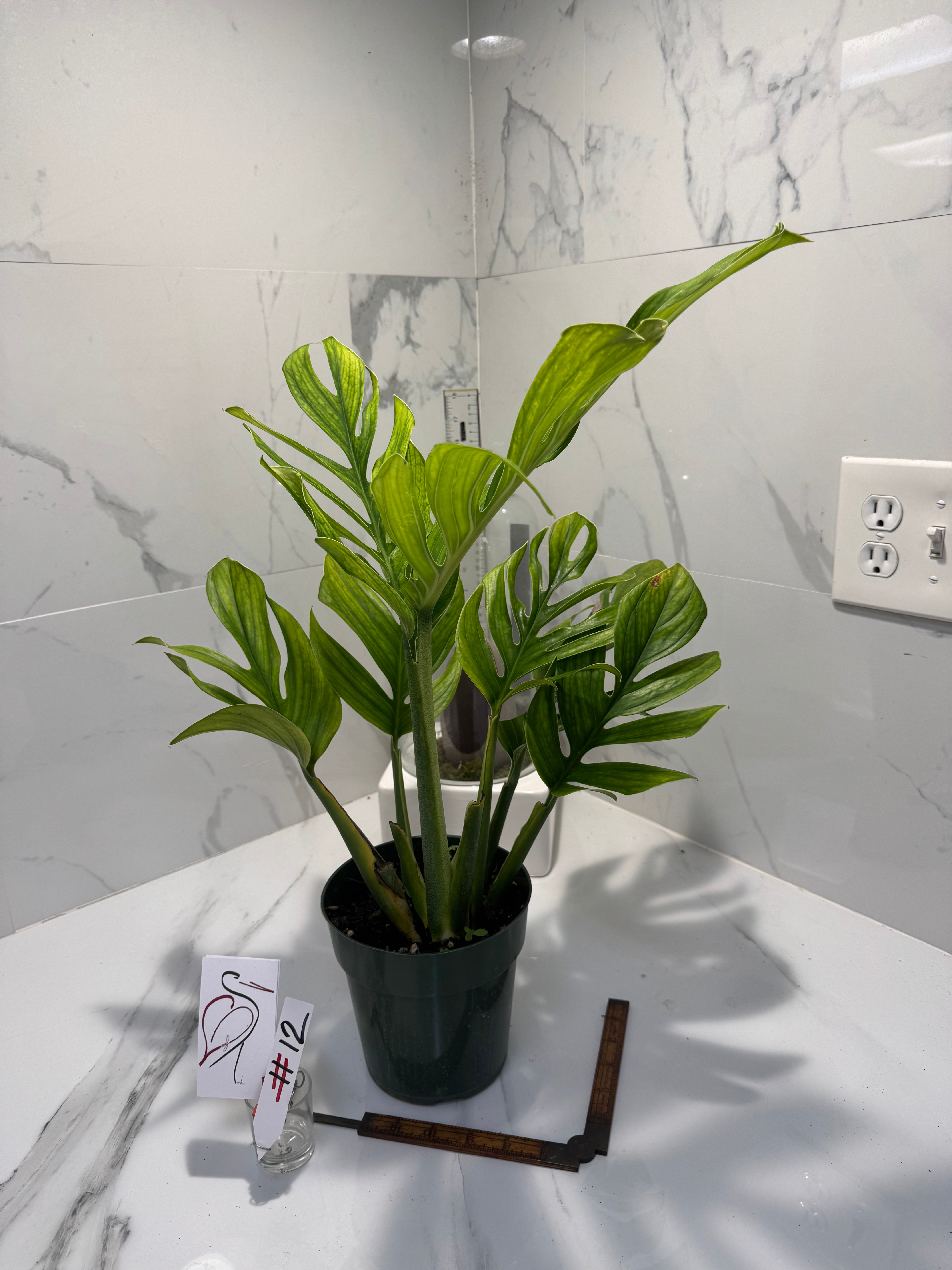 Monstera pinnatipartita #12