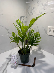 Monstera pinnatipartita #12