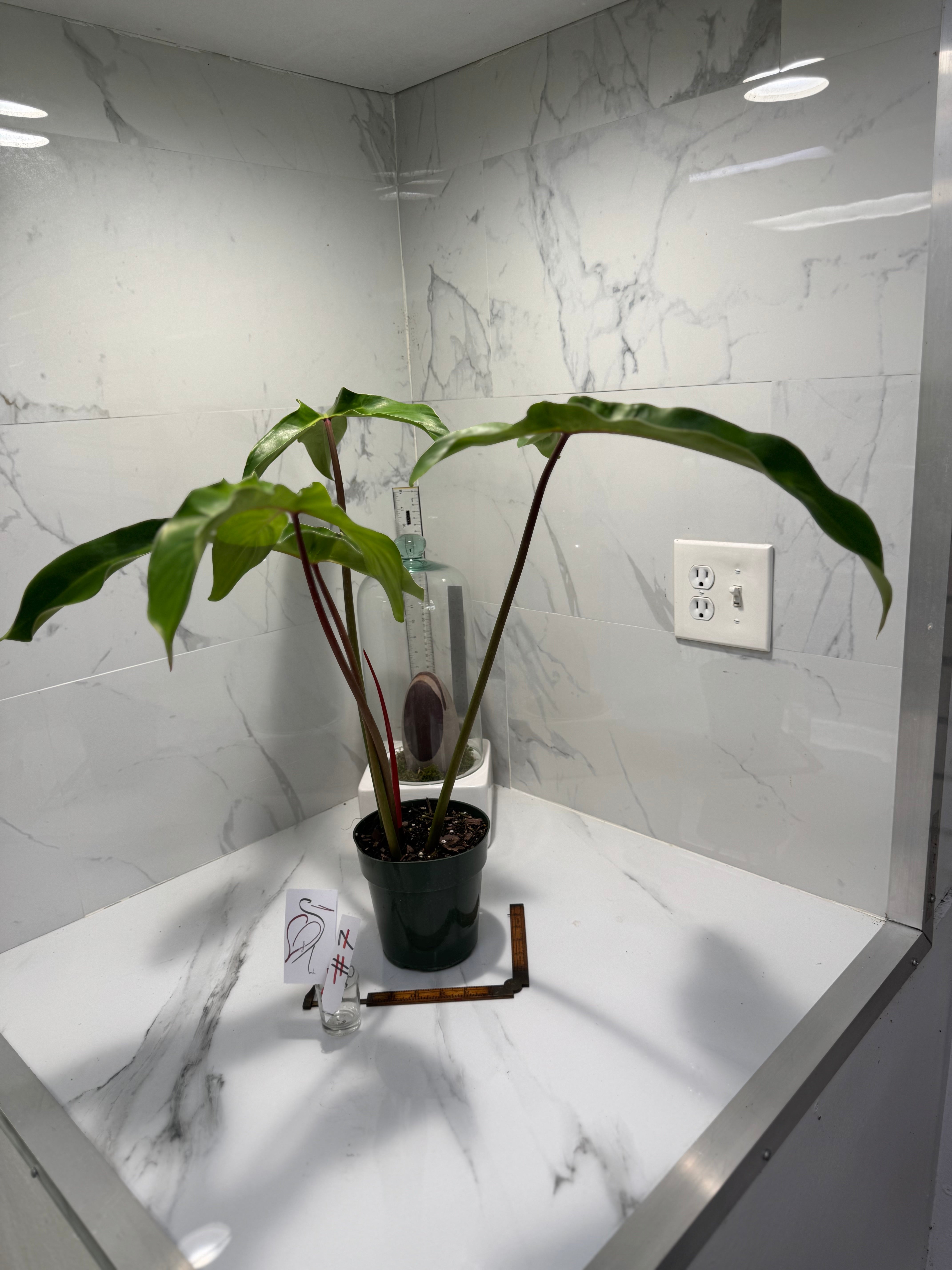 Philodendron Mexicanum #07