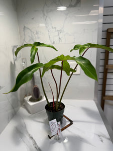Philodendron Mexicanum #07