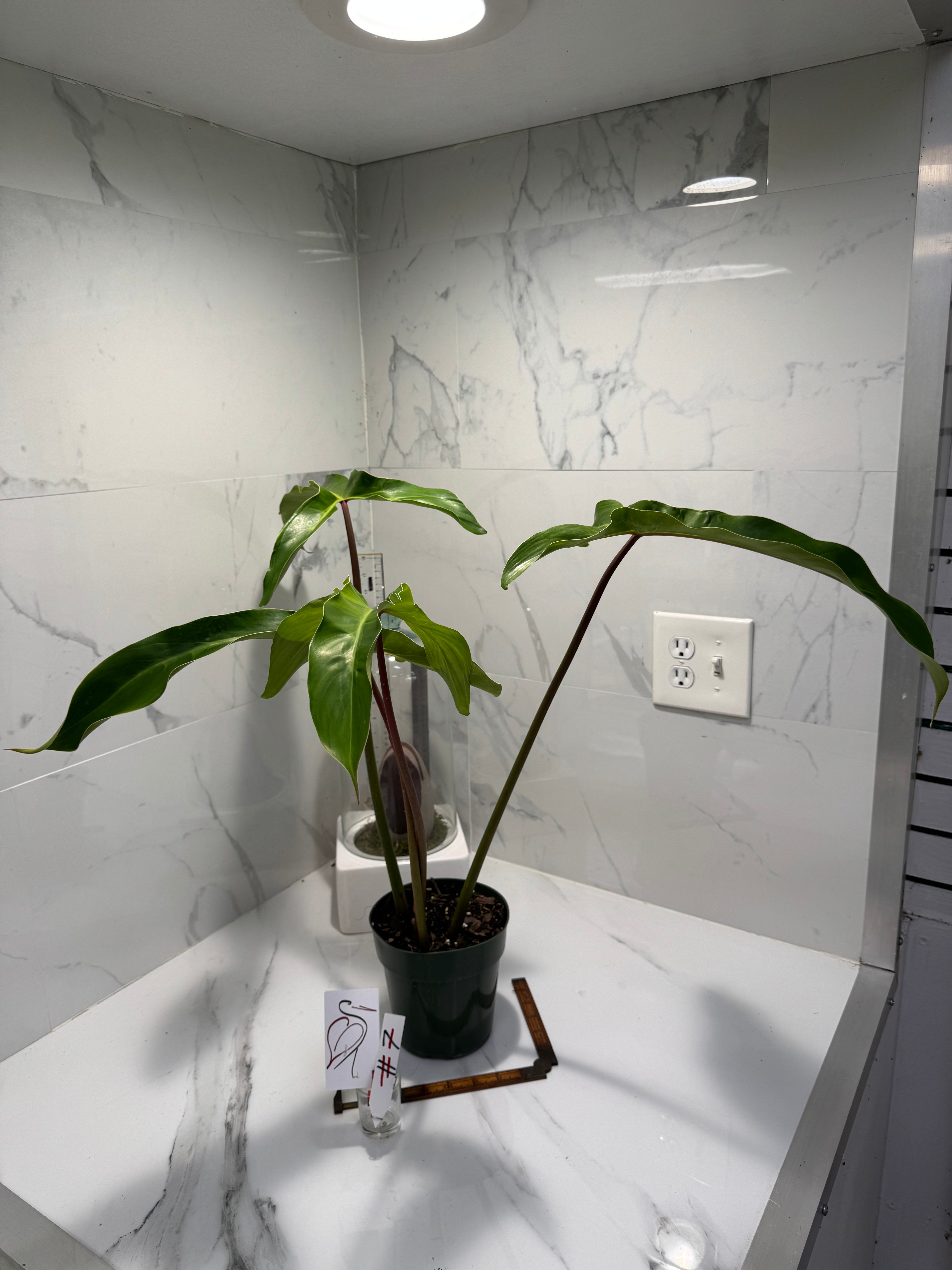 Philodendron Mexicanum #07