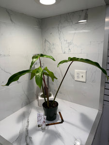 Philodendron Mexicanum #07