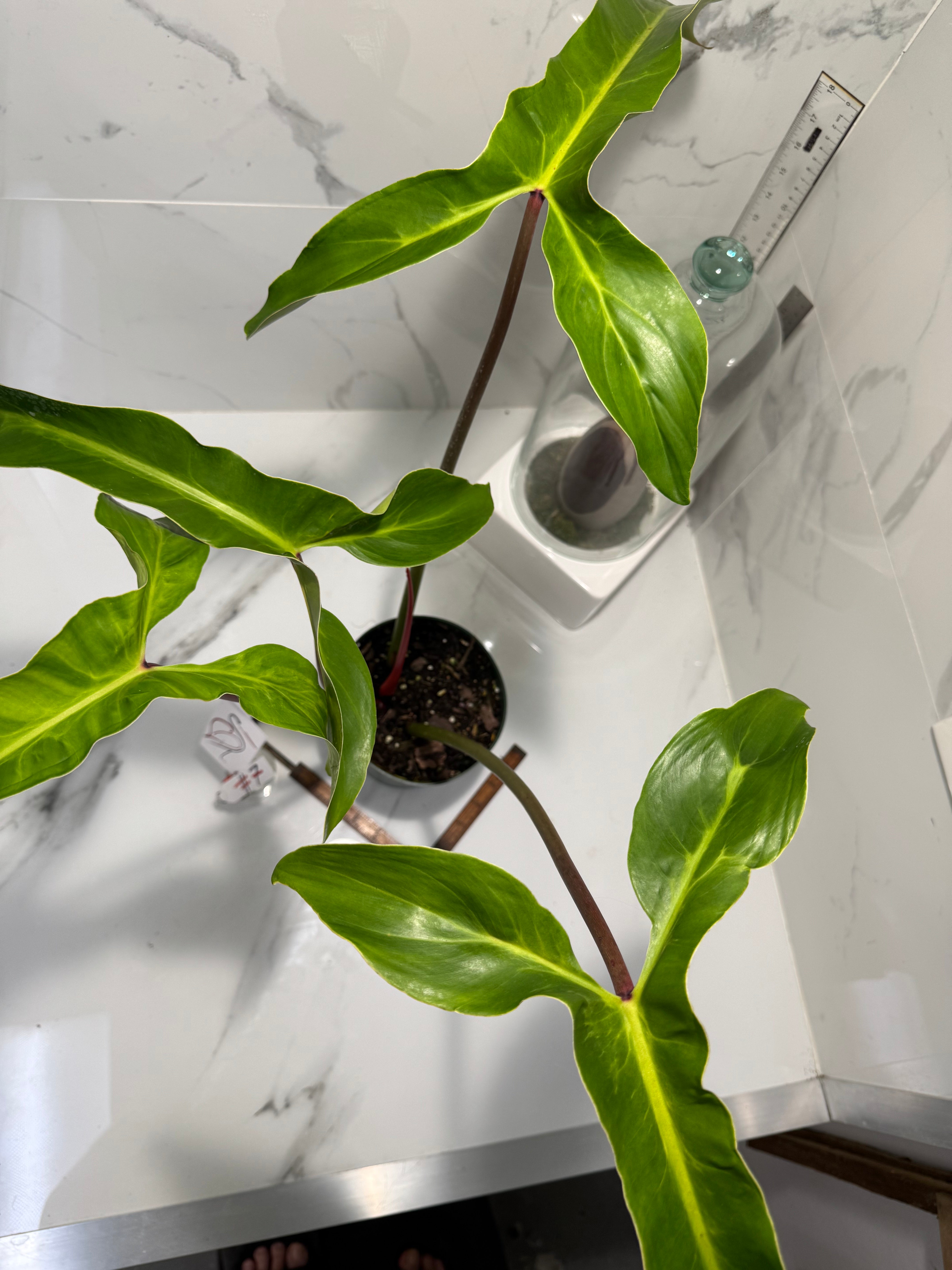 Philodendron Mexicanum #07