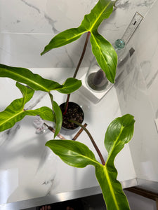 Philodendron Mexicanum #07