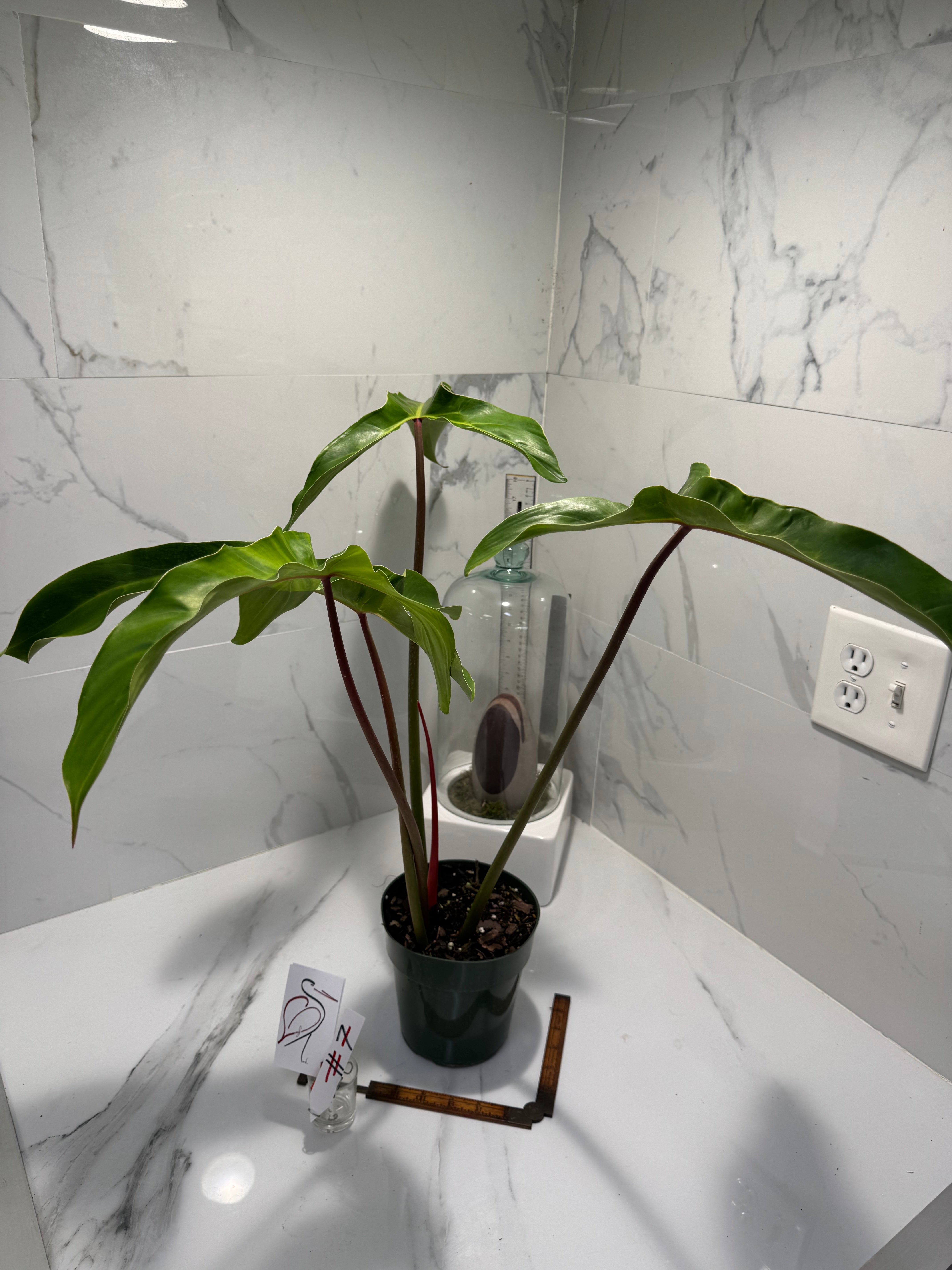 Philodendron Mexicanum #07