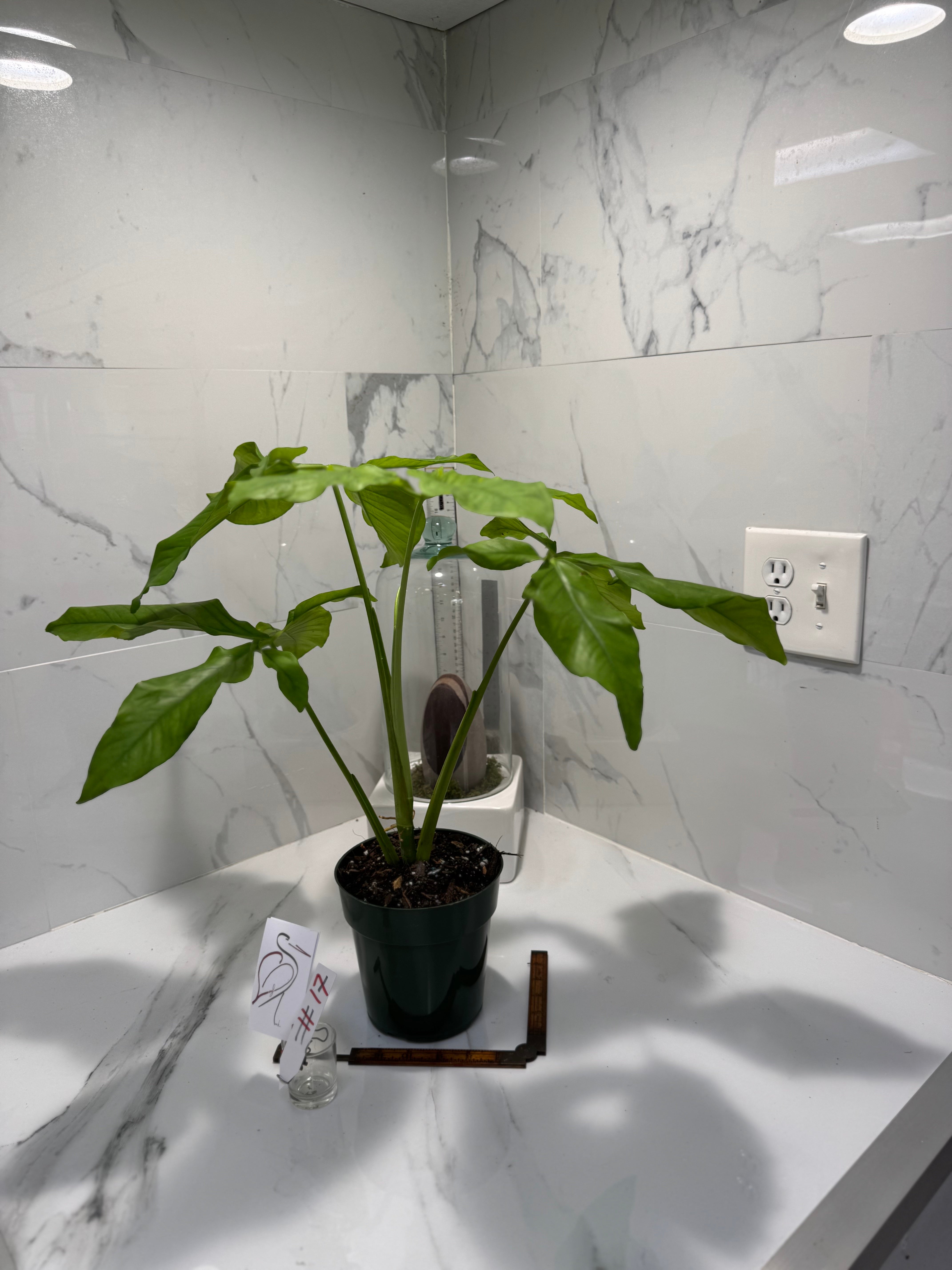Syngonium Auritum #17