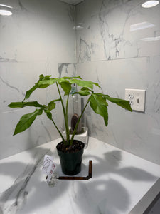 Syngonium Auritum #17
