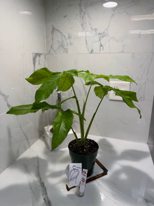 Syngonium Auritum #17