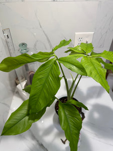 Syngonium Auritum #17