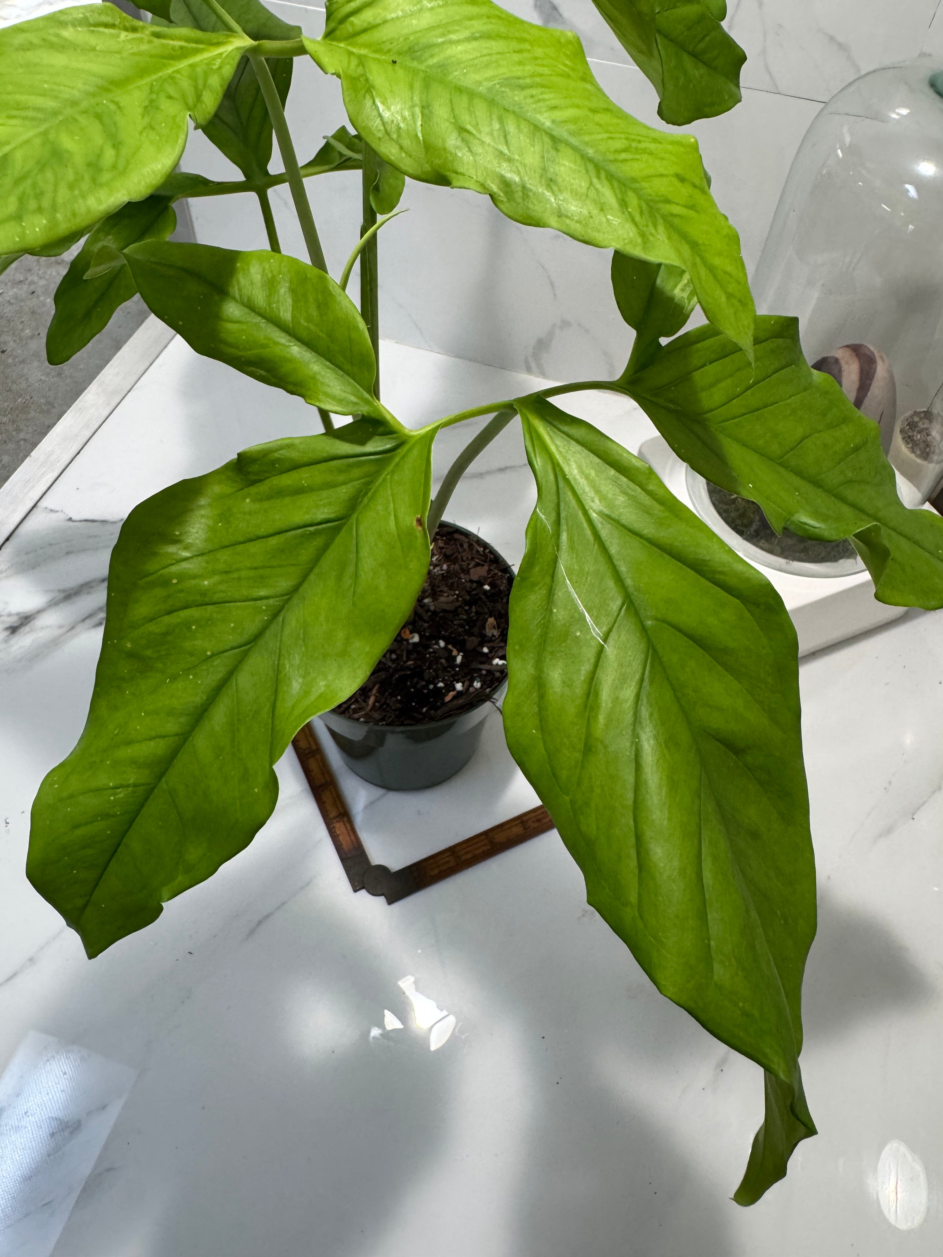 Syngonium Auritum #17