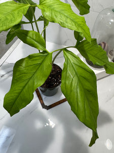 Syngonium Auritum #17