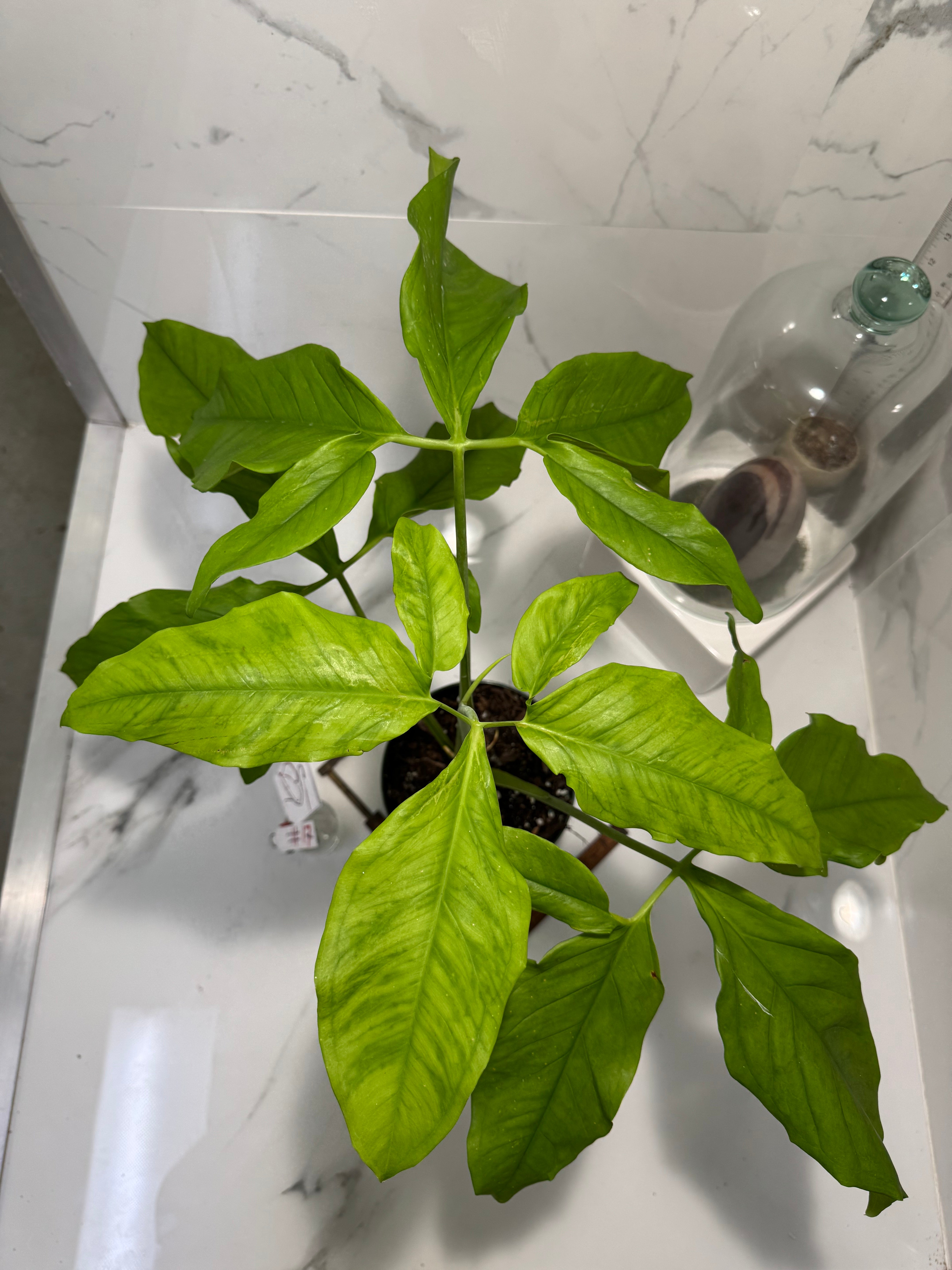 Syngonium Auritum #17