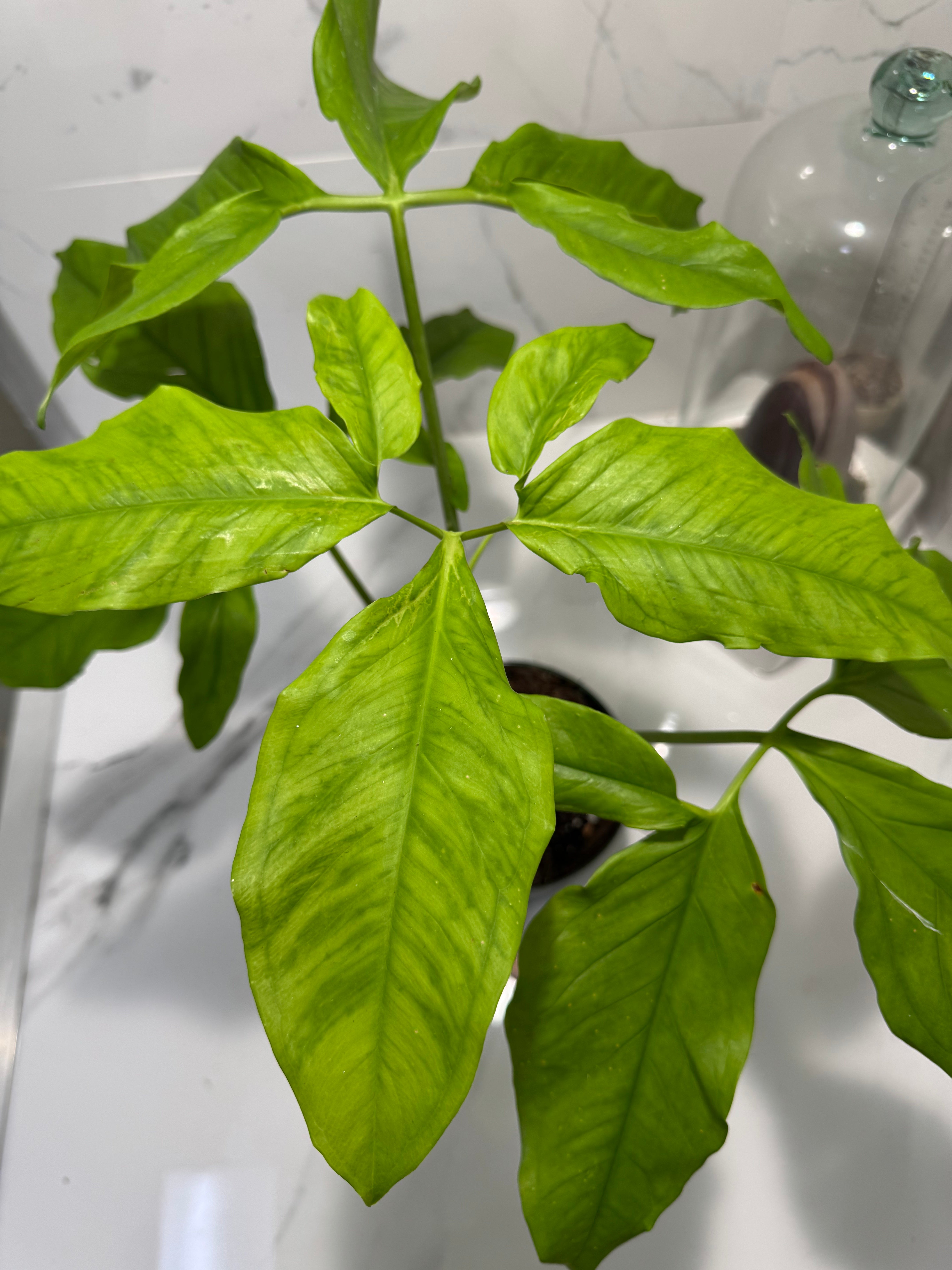 Syngonium Auritum #17