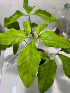 Syngonium Auritum #17