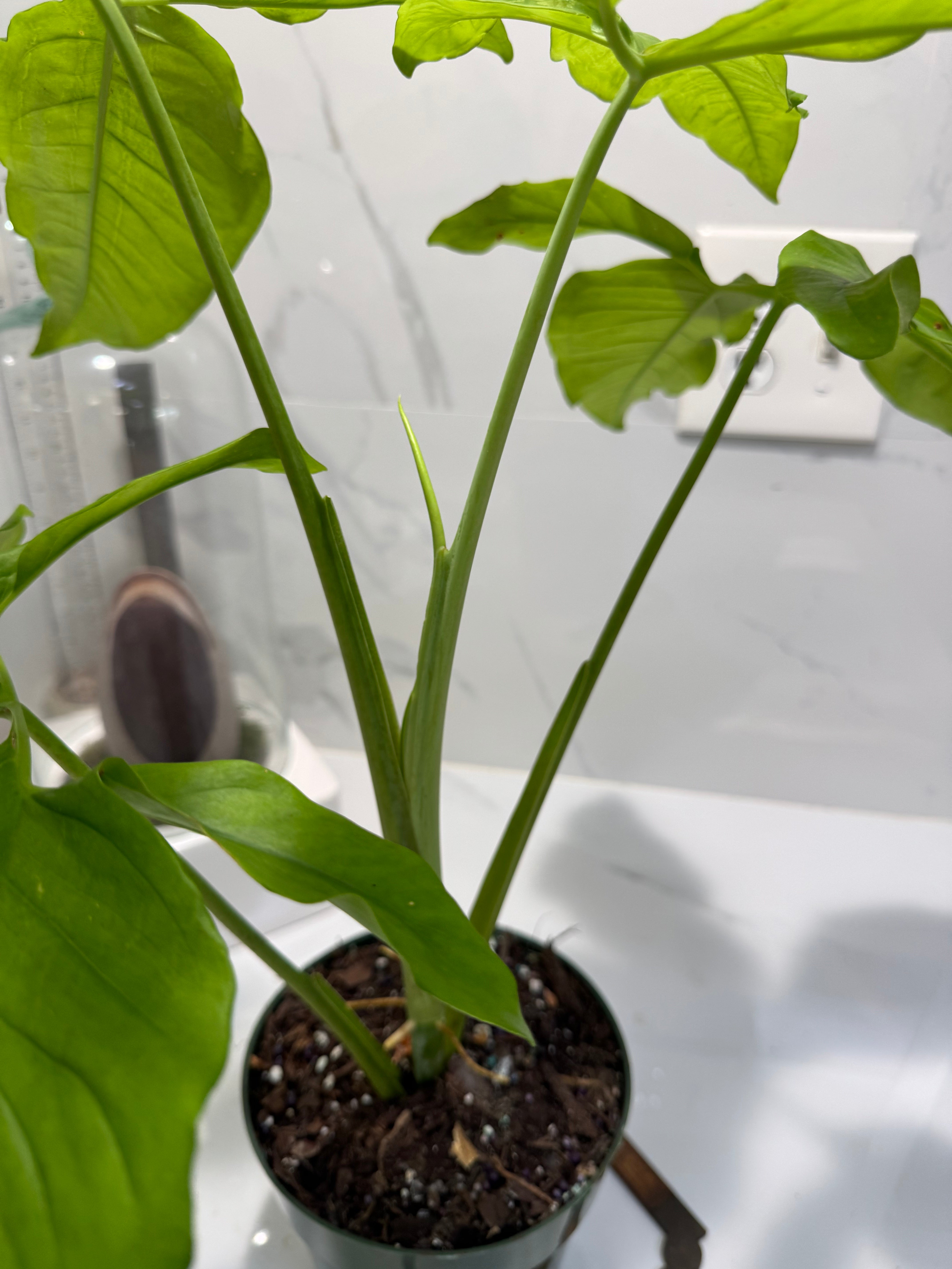 Syngonium Auritum #17