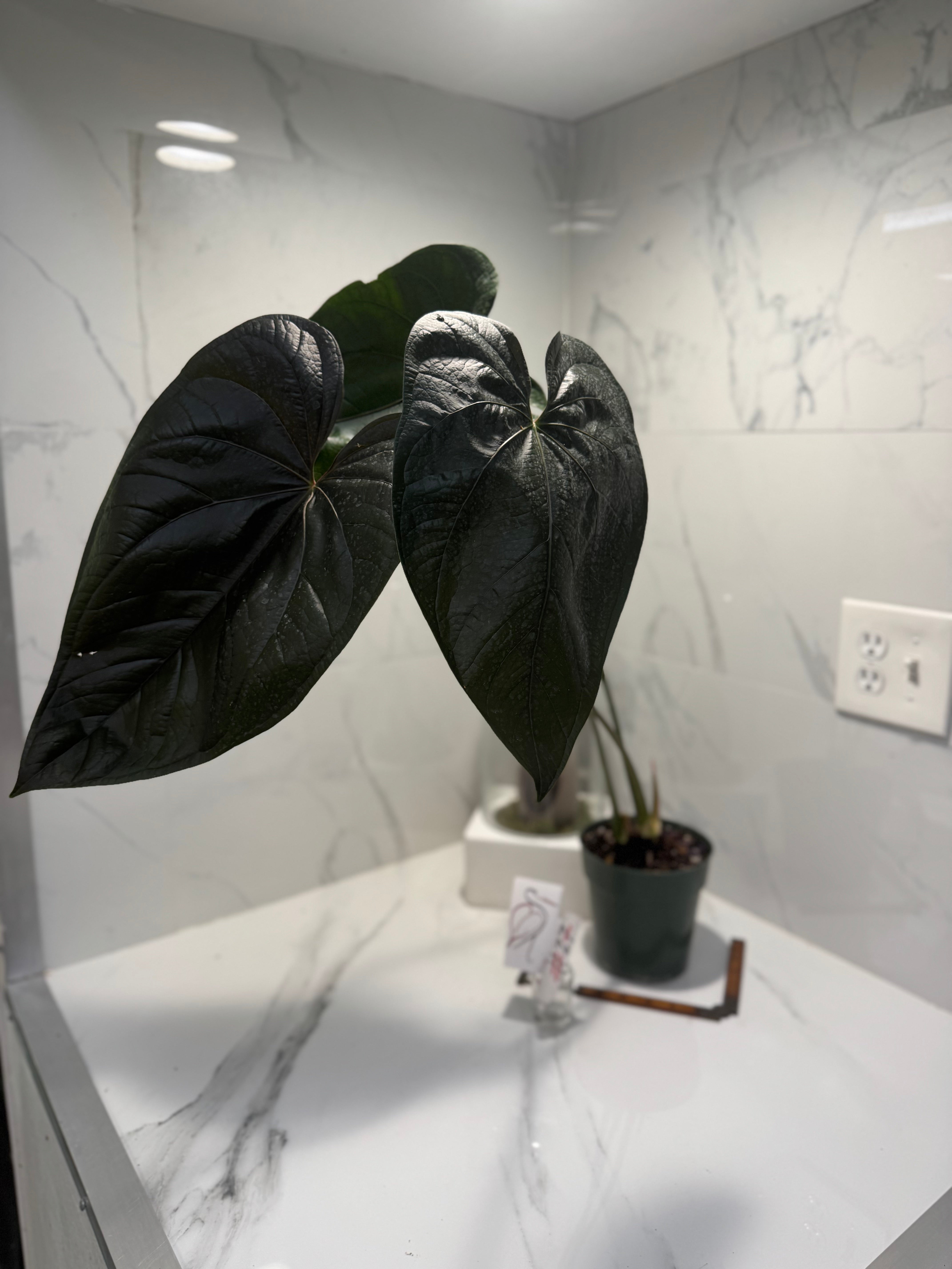 Anthurium “Queen of Hearts” — Rare Collector Aroid with Leathery Heart-Shaped Copper-Green Leaves #27