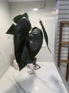 Anthurium “Queen of Hearts” — Rare Collector Aroid with Leathery Heart-Shaped Copper-Green Leaves #27