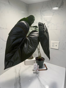 Anthurium “Queen of Hearts” — Rare Collector Aroid with Leathery Heart-Shaped Copper-Green Leaves #27
