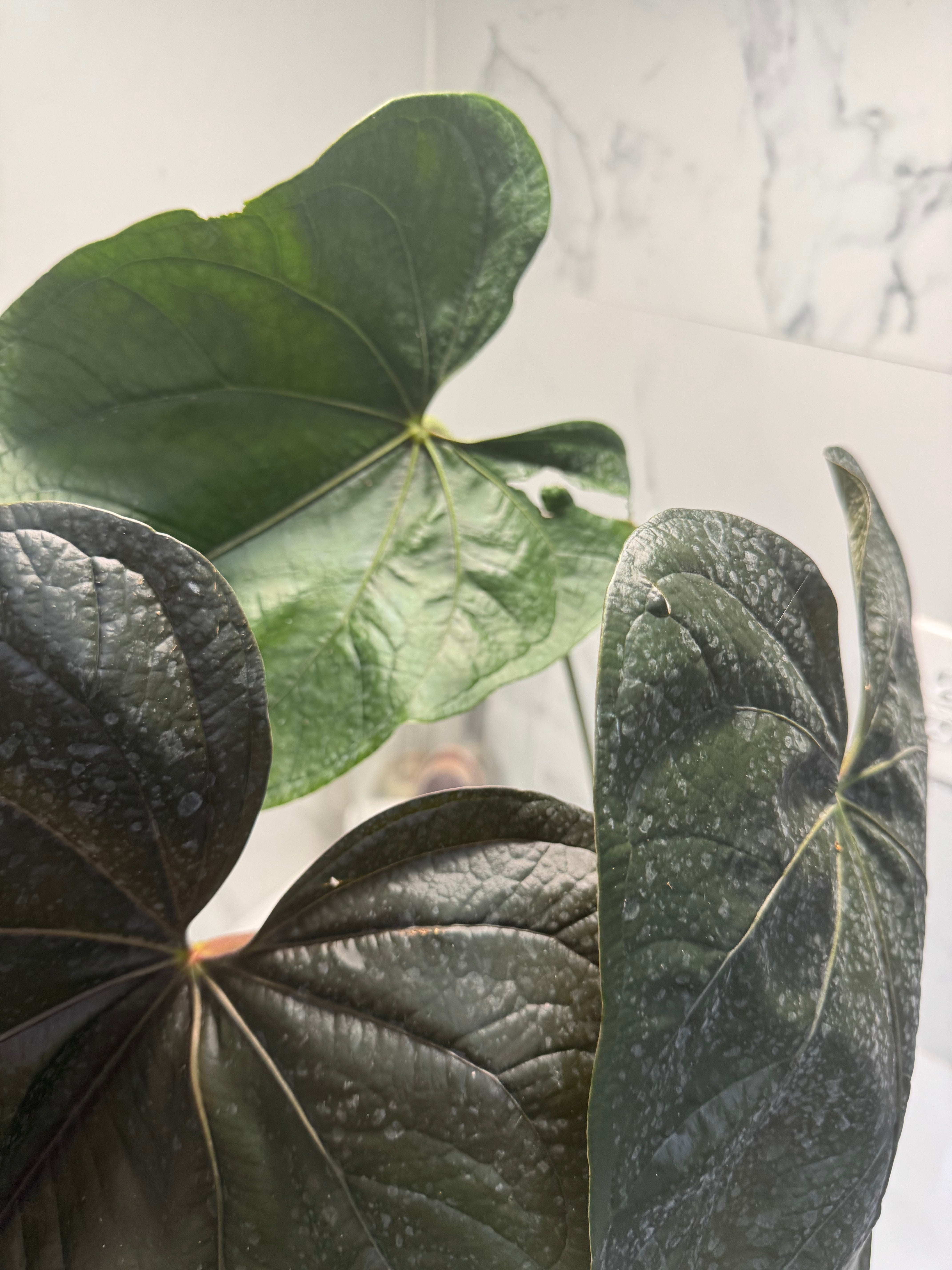 Anthurium “Queen of Hearts” — Rare Collector Aroid with Leathery Heart-Shaped Copper-Green Leaves #27