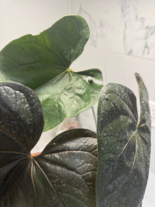 Anthurium “Queen of Hearts” — Rare Collector Aroid with Leathery Heart-Shaped Copper-Green Leaves #27
