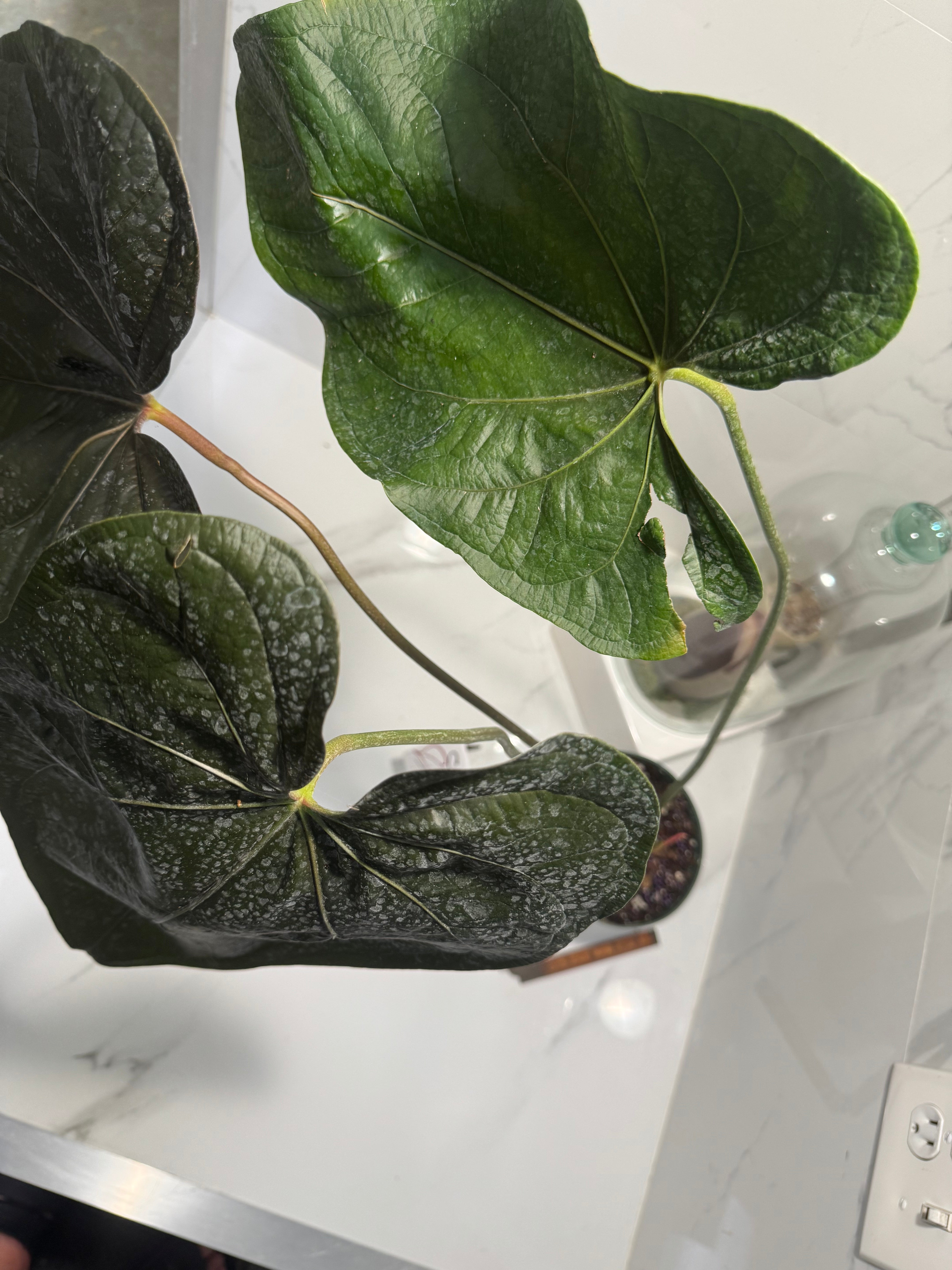 Anthurium “Queen of Hearts” — Rare Collector Aroid with Leathery Heart-Shaped Copper-Green Leaves #27