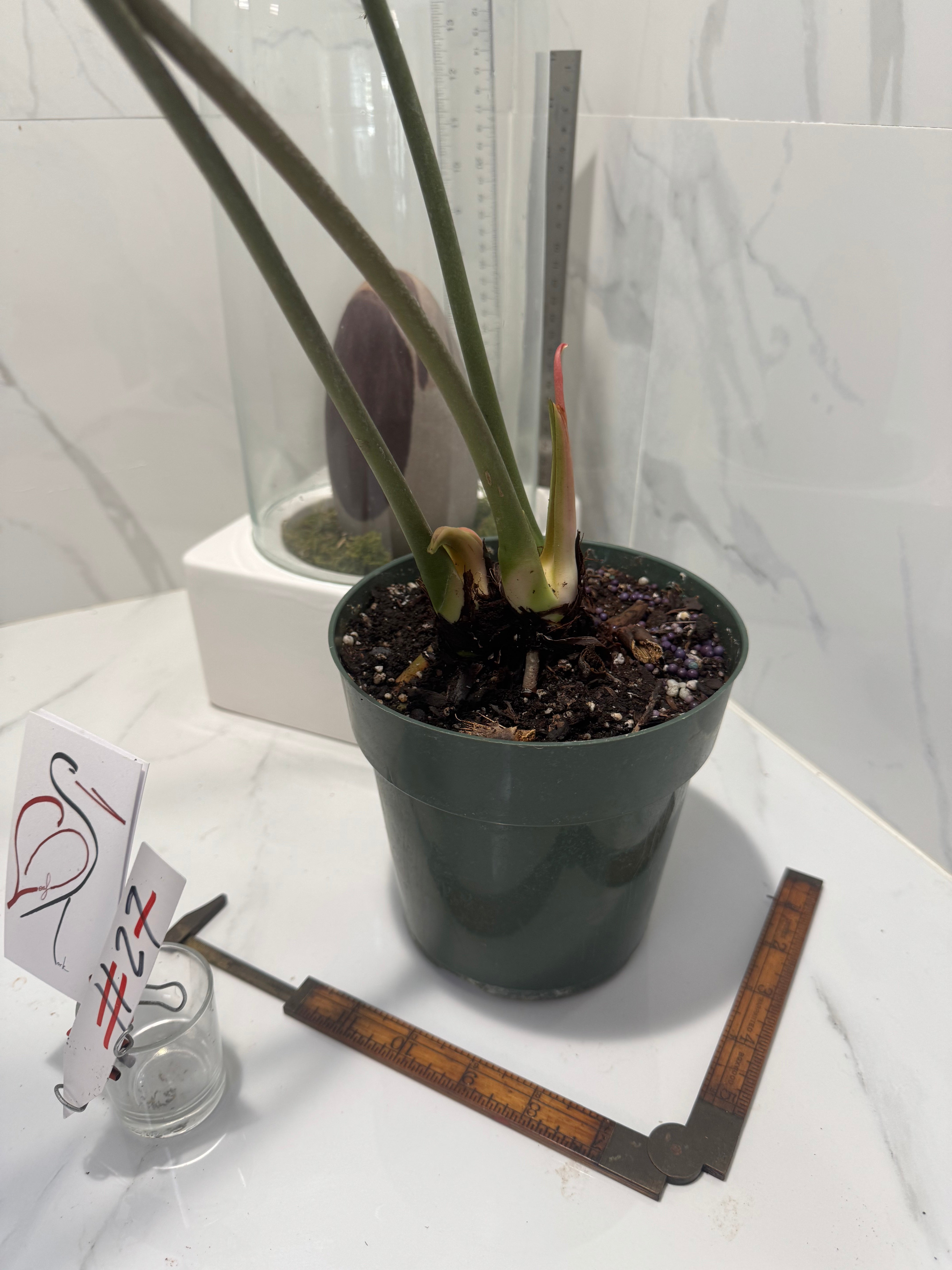 Anthurium “Queen of Hearts” — Rare Collector Aroid with Leathery Heart-Shaped Copper-Green Leaves #27