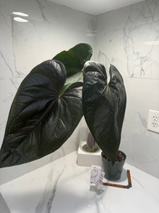 Anthurium “Queen of Hearts” — Rare Collector Aroid with Leathery Heart-Shaped Copper-Green Leaves #27