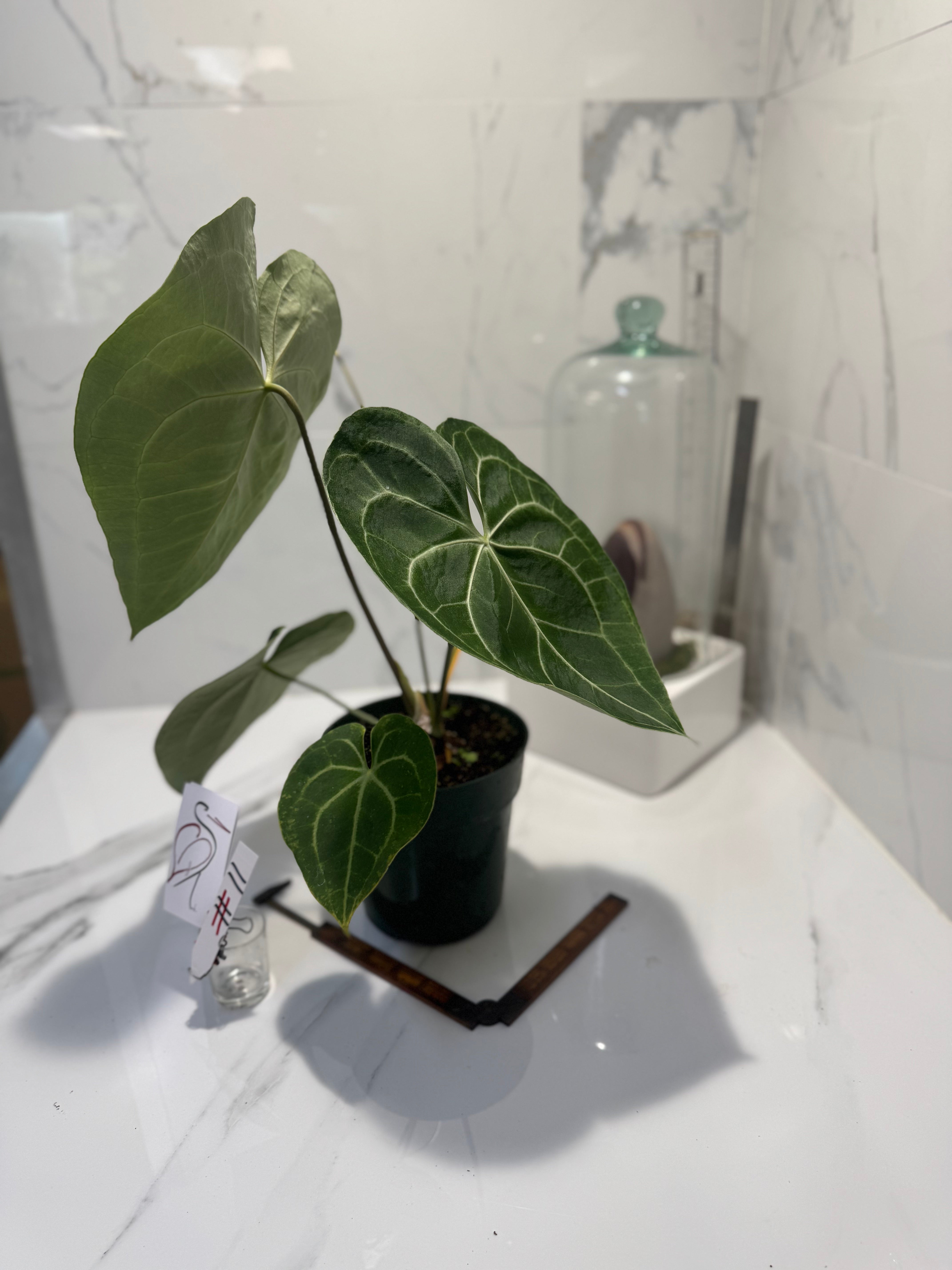 Anthurium clarinervium — Rare Collector Aroid with Heart-Shaped Leaves and Striking White Veins #11