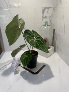 Anthurium clarinervium — Rare Collector Aroid with Heart-Shaped Leaves and Striking White Veins #11