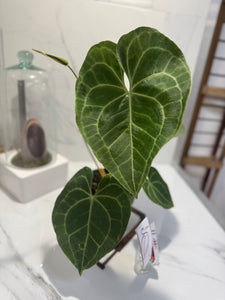 Anthurium clarinervium — Rare Collector Aroid with Heart-Shaped Leaves and Striking White Veins #11
