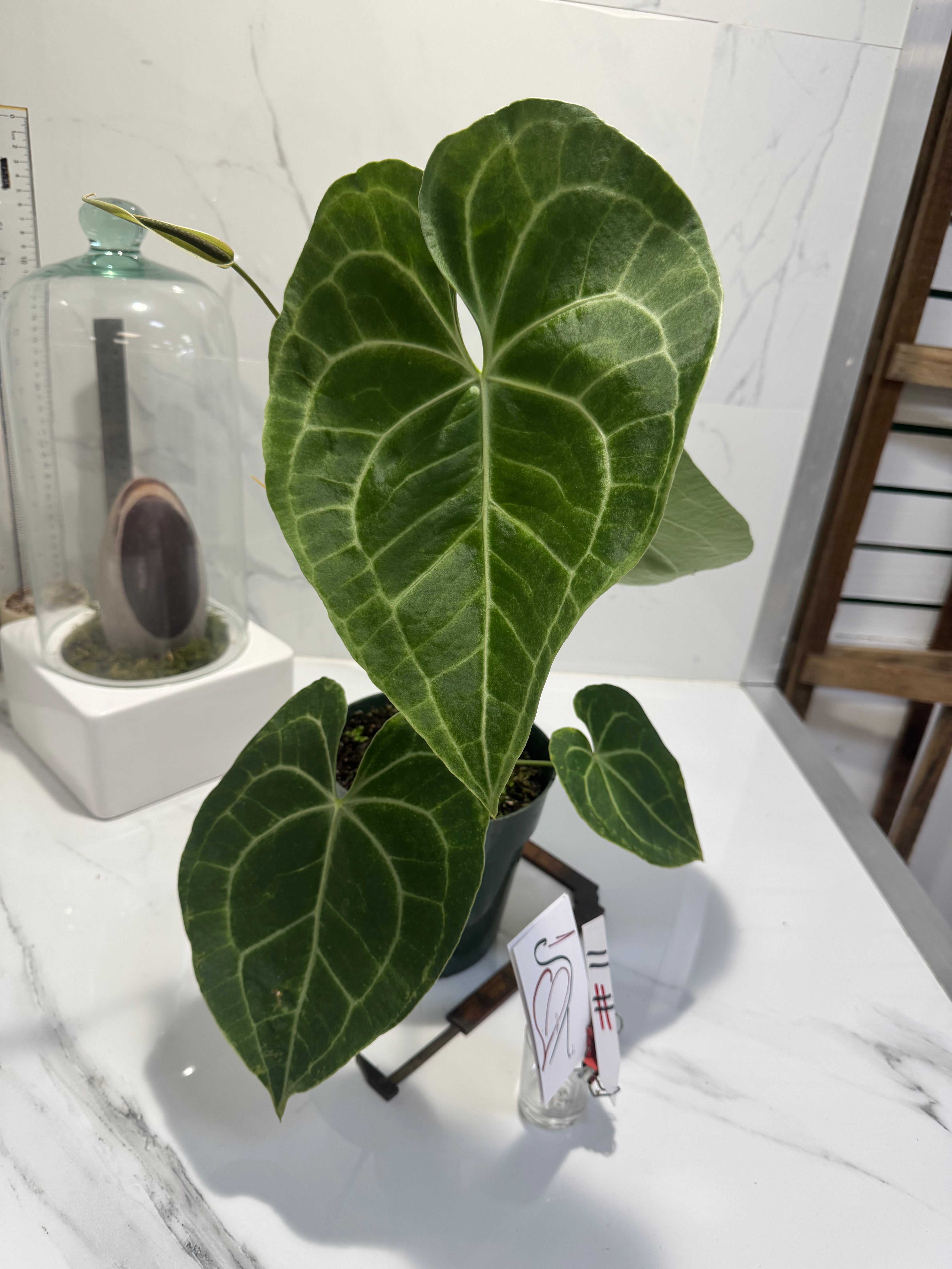 Anthurium clarinervium — Rare Collector Aroid with Heart-Shaped Leaves and Striking White Veins #11