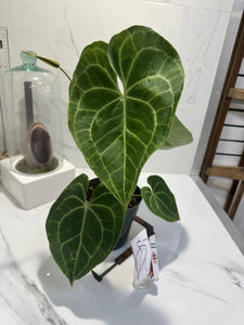 Anthurium clarinervium — Rare Collector Aroid with Heart-Shaped Leaves and Striking White Veins #11