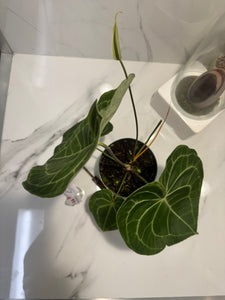 Anthurium clarinervium — Rare Collector Aroid with Heart-Shaped Leaves and Striking White Veins #11