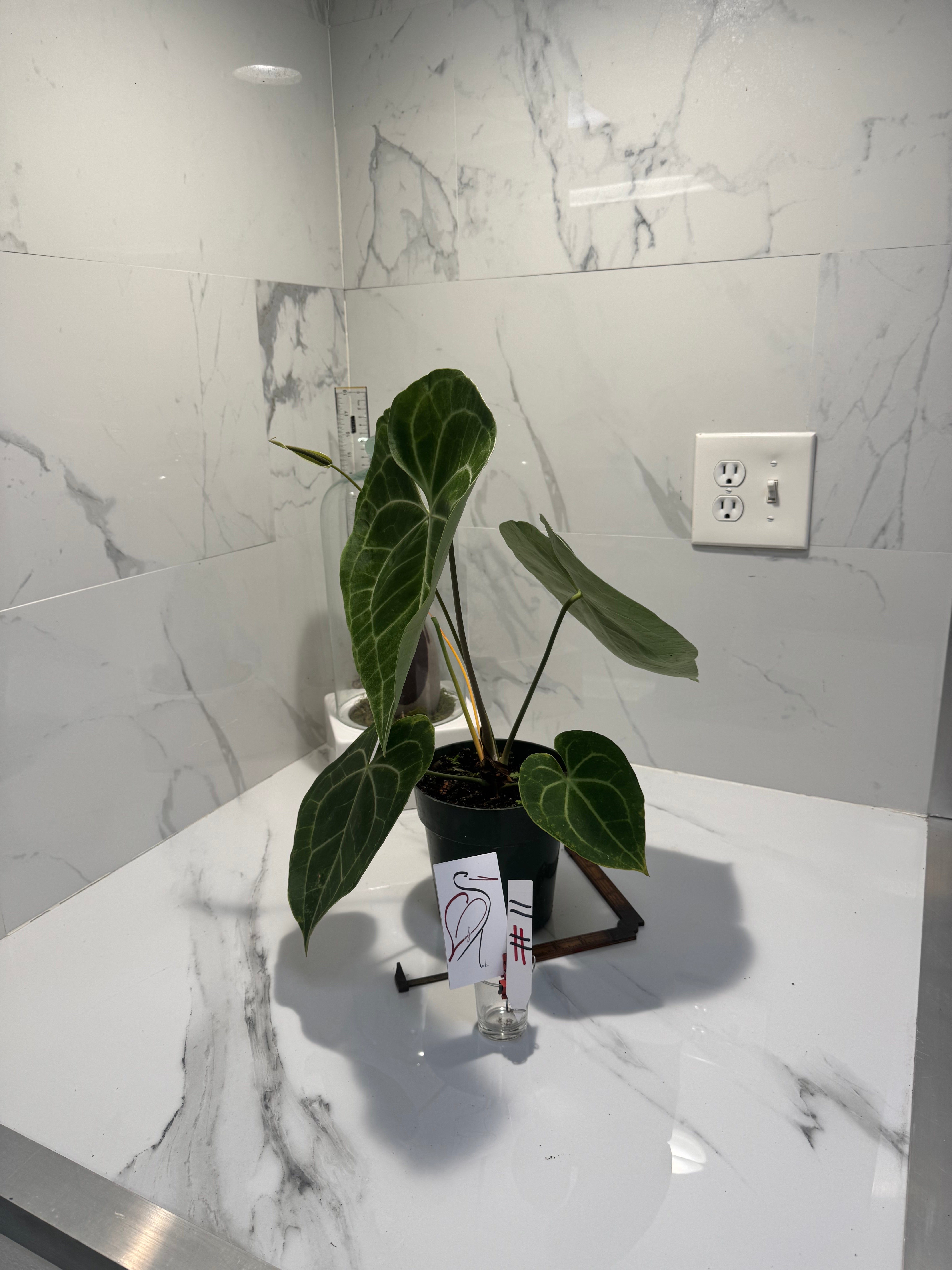 Anthurium clarinervium — Rare Collector Aroid with Heart-Shaped Leaves and Striking White Veins #11