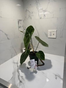 Anthurium clarinervium — Rare Collector Aroid with Heart-Shaped Leaves and Striking White Veins #11