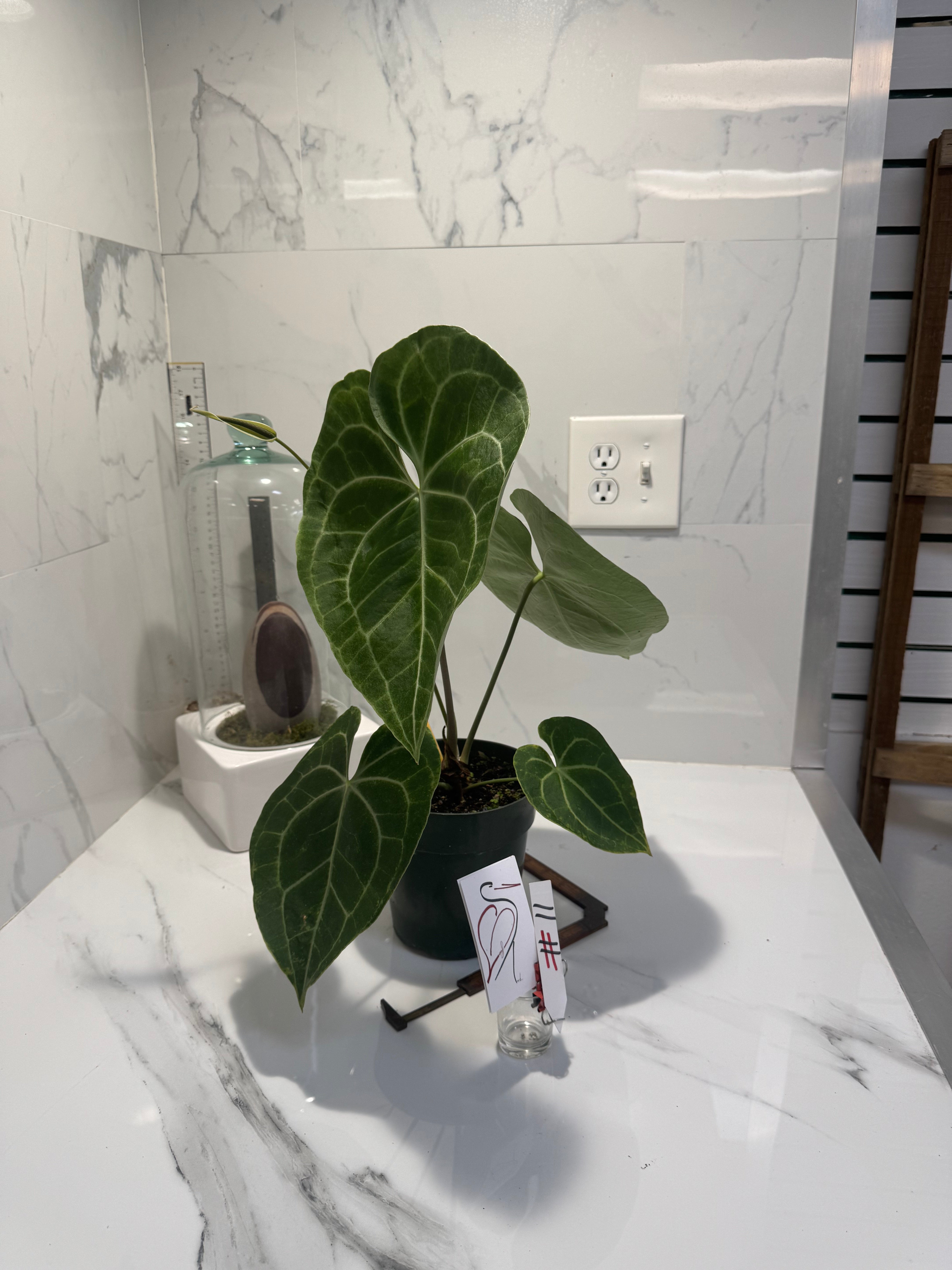 Anthurium clarinervium — Rare Collector Aroid with Heart-Shaped Leaves and Striking White Veins #11